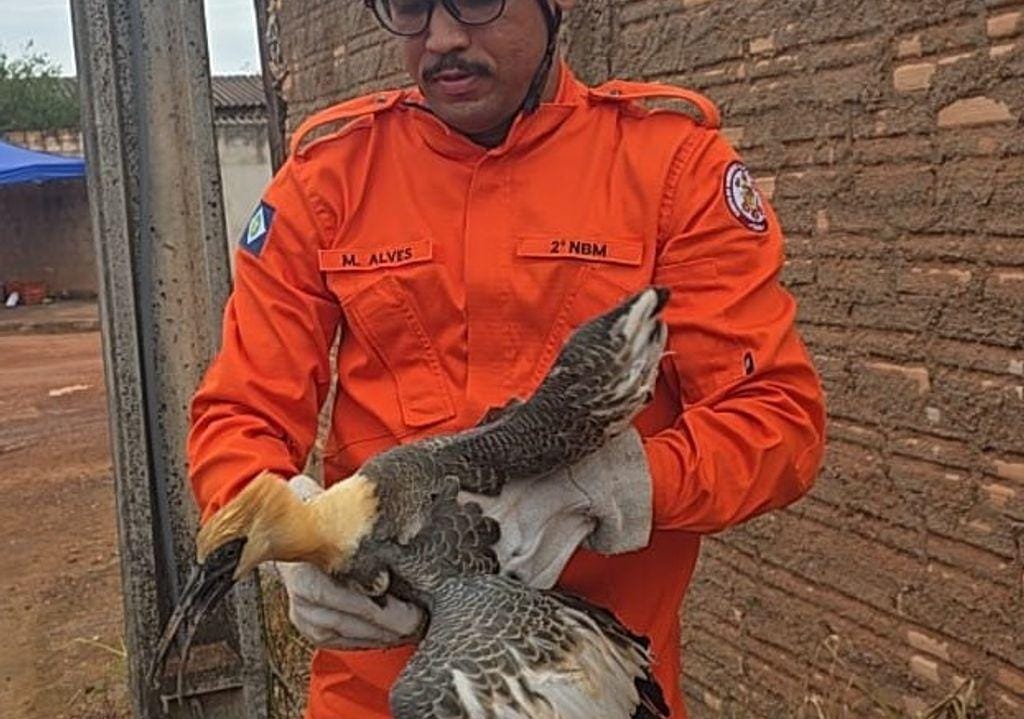 Ave conhecida como 'despertador do Pantanal' é resgatada por bombeiros