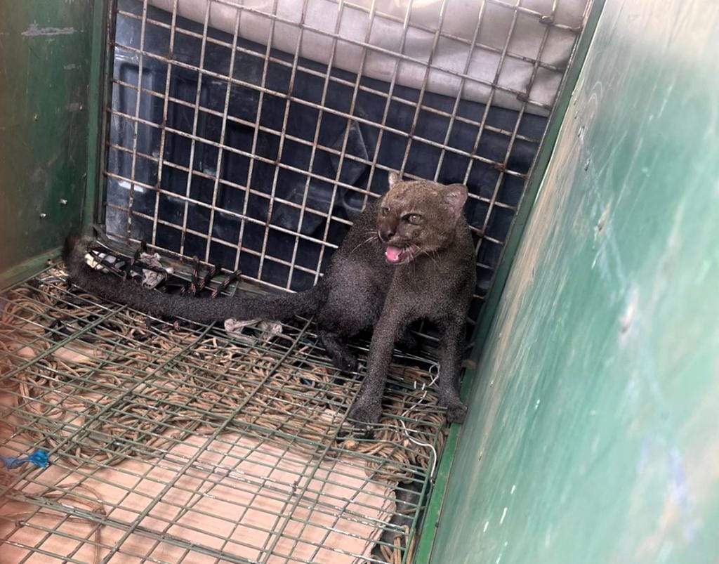 Bombeiros resgatam felino jaguarundi em garagem de residência em Cuiabá