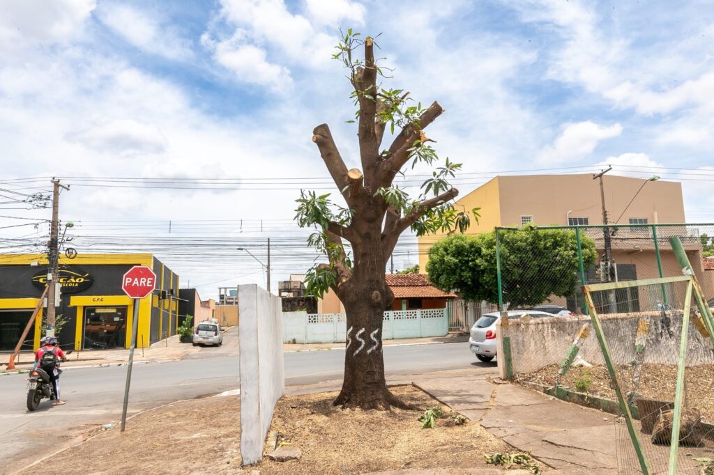 Prefeitura aciona punições administrativa e criminal por poda ilegal de árvore no bairro CPA II