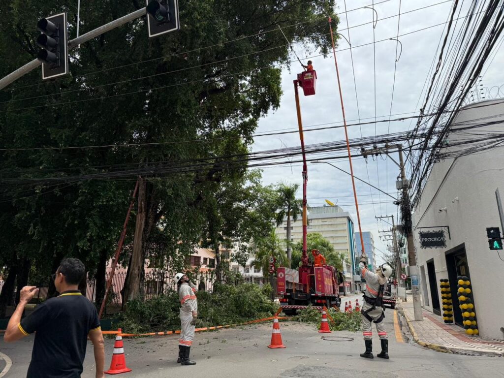 Prefeitura de Cuiabá faz manejo de árvore histórica perto do Palácio Alencastro