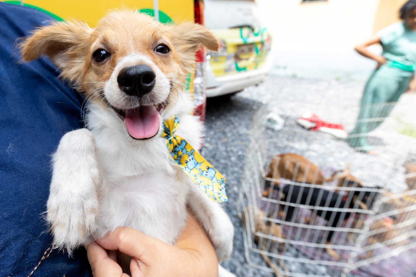Prefeitura reduz custos veterinários em mais de 50% e amplia atendimentos