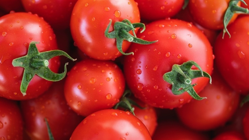 Cultivo de tomate exige atenção na chuva
