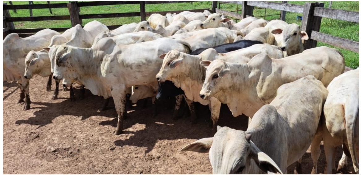 Federação em Mato Grosso critica proposta de incorporar regras da União Europeia à produção animal