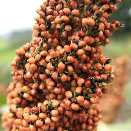 Sorgo desponta como alternativa estratégica em cenário de margens apertadas