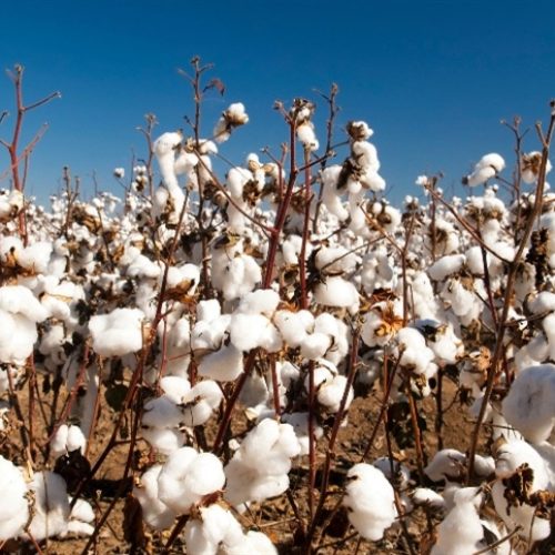 Câmbio e postura dos vendedores sustentam cotações do algodão