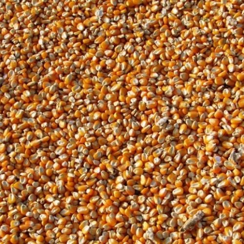 Milho sobe na B3: Confira