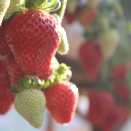 Avanço tecnológico redefine cultivo de morangos