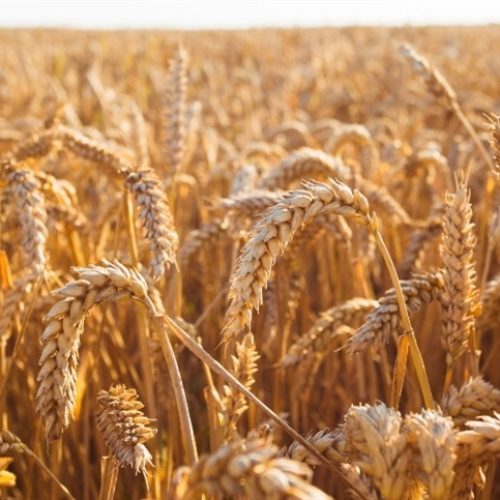 Mercado agrícola ajusta preços na abertura