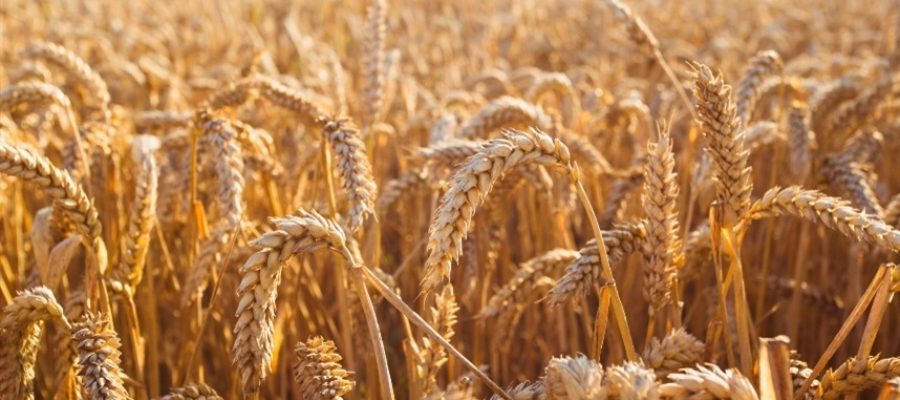 Mercado agrícola ajusta preços na abertura