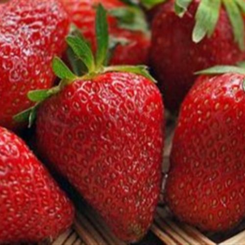 Após pico de demanda, preço do morango volta a cair