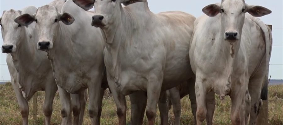 Boi gordo para de cair, mas acumula baixa de até 1,7%
