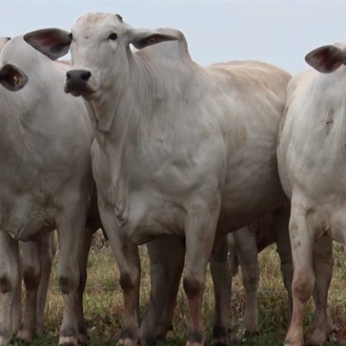 Mercado do boi sente impacto da geada no Paraná