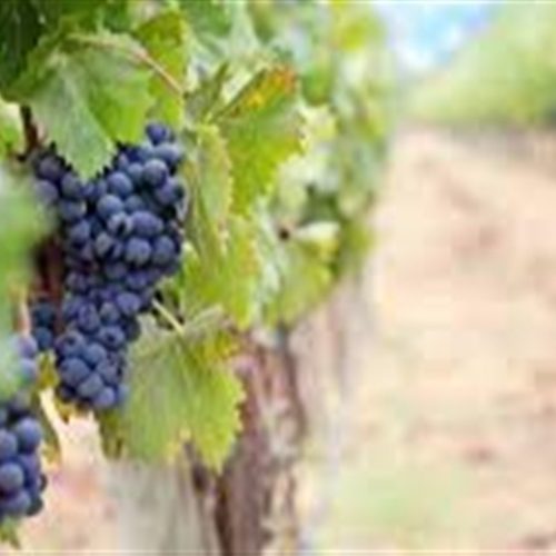 Entre a soja e a videira – e o uso do 2,4 D