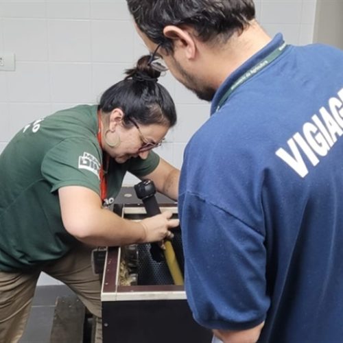 Vigiagro fiscaliza porcos-espinho vindos da França