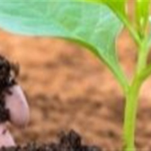 Cor das plantas indica saúde e produtividade das lavouras