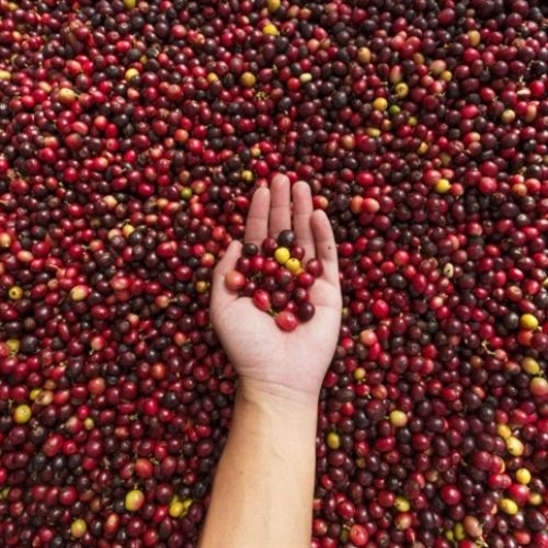Preços futuros do café têm alta