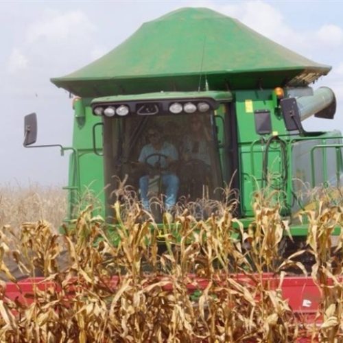 Milho: risco de produção menor nos EUA impulsiona Chicago