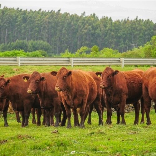 2025 reforça foco em eficiência na nutrição animal