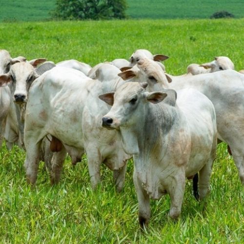 Mercado do boi mantém preços estáveis na maioria das praças
