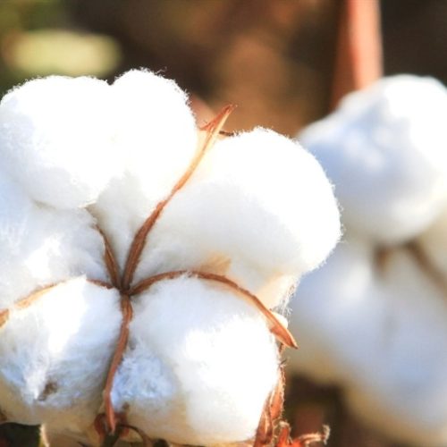 Programa busca fortalecer cadeia do algodão no Ceará