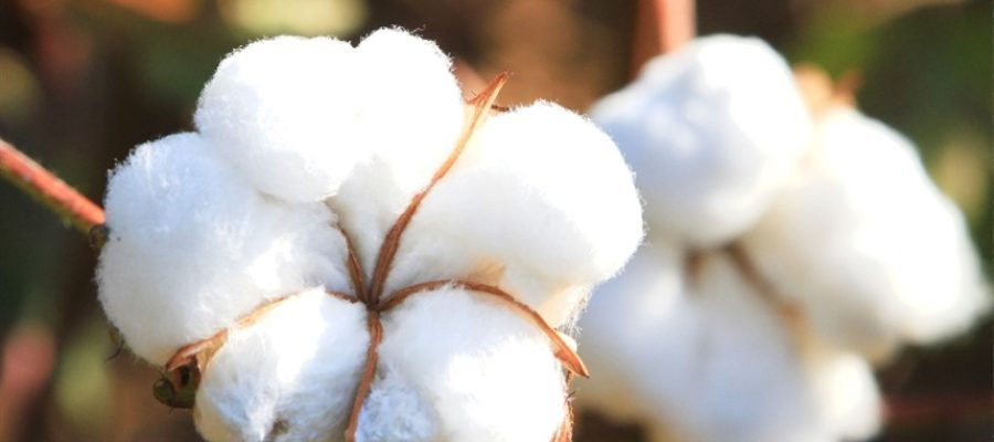 Produção de algodão deve superar 4 milhões de toneladas