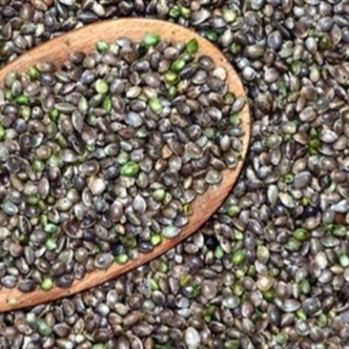 Portugal inaugura primeira fábrica de tratamento de cânhamo