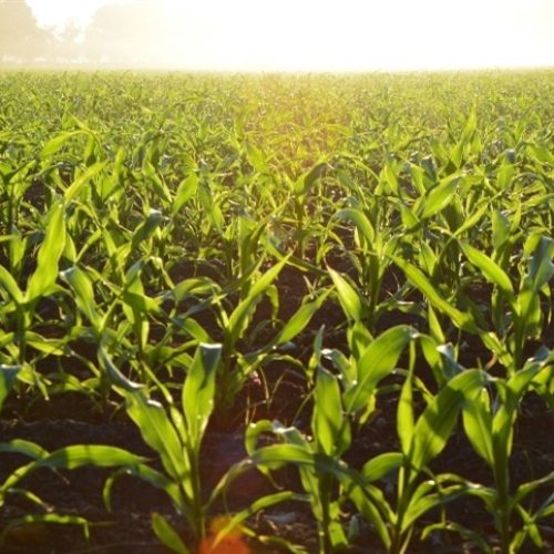 Safra da Argentina tem avanços importantes 