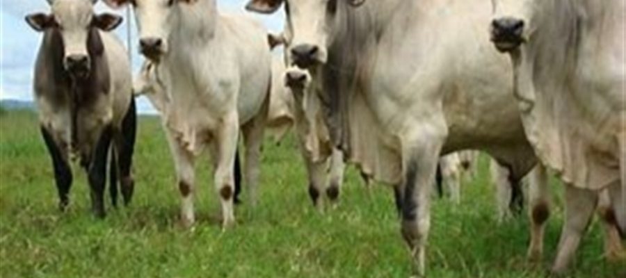 Entidades rejeitam novas restrições à pecuária
