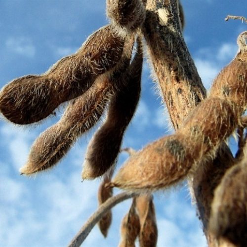 Exportações de soja crescem no Brasil, mas caem no Paraná