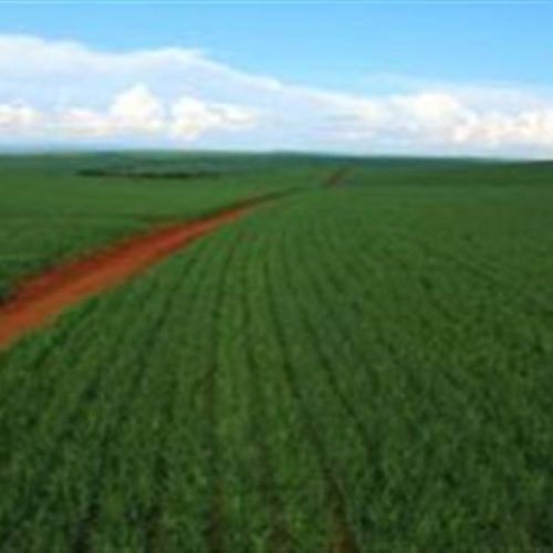 Milheto ganha espaço na renovação dos canaviais