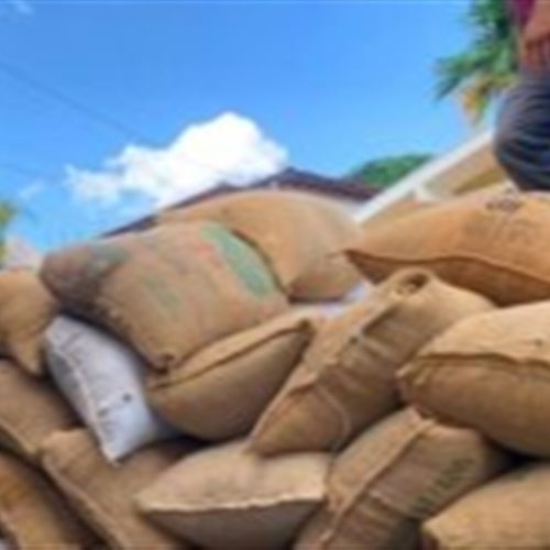 Café: Análise vê robusta forte em meio à queda do arábica