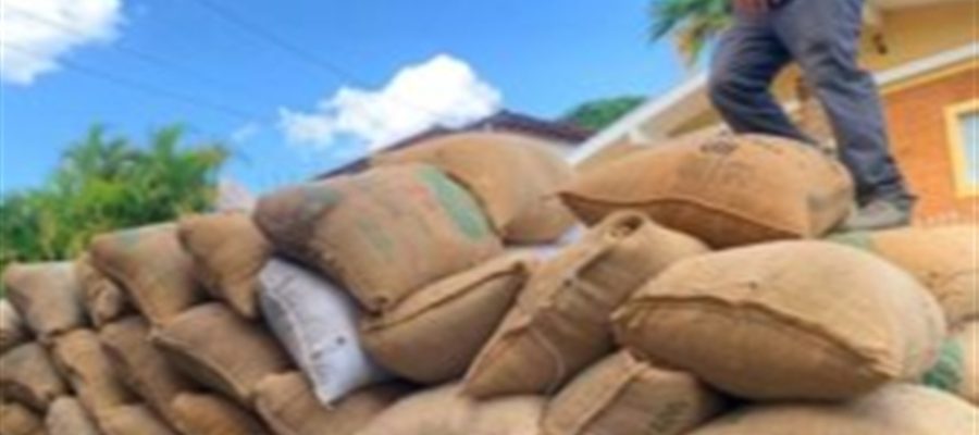 Café: Análise vê robusta forte em meio à queda do arábica