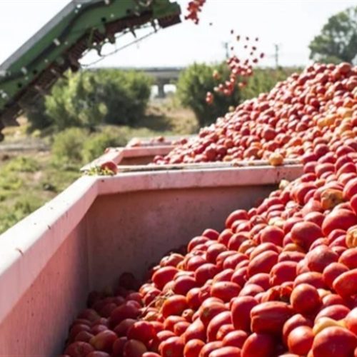 Preço do tomate sobe após período de baixas