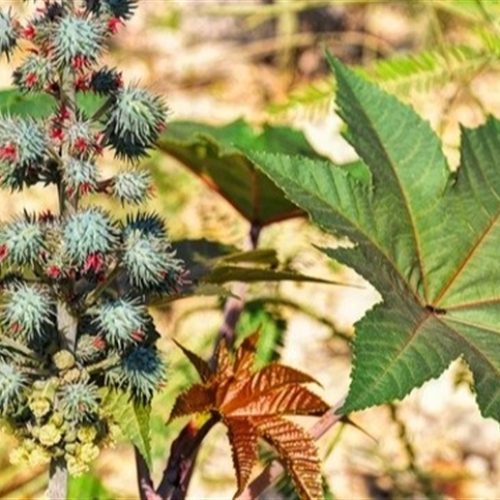 Cultura esquecida volta com força e chama atenção