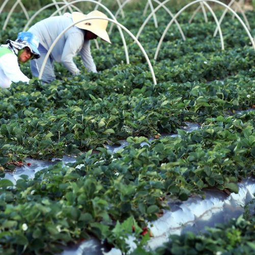 Finep anuncia parceria de R$ 74,9 milhões para agricultura familiar