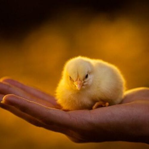 MT: Bêbado arranca cabeça do pintinho da enteada após não aguentar em pé e cair