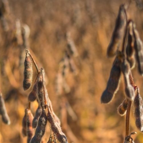 Soja despenca e acende alerta no mercado