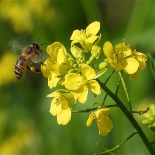 Canola avança nas lavouras de inverno gaúchas