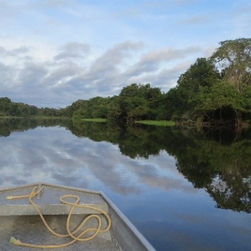 Estudo aponta microplásticos em peixes de rios