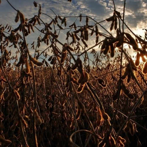 Preço da soja ainda garante lucro, mas alerta para riscos