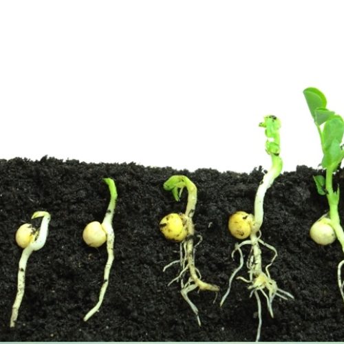 Tecnologia identifica falhas na germinação com precisão