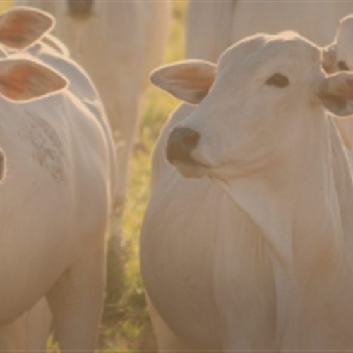 Tecnologia reforça segurança de rebanhos no campo
