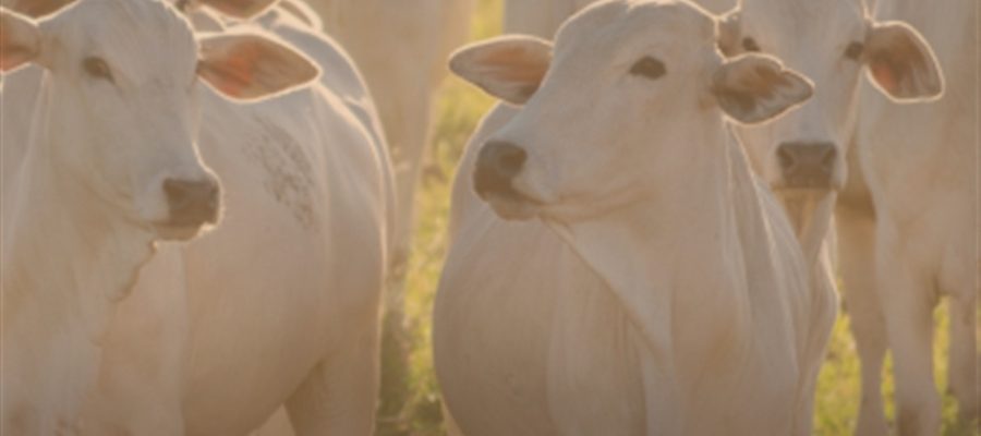 Tecnologia reforça segurança de rebanhos no campo