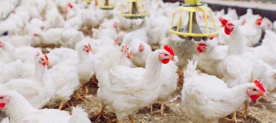 Exportação de frango amplia atenção sobre preços
