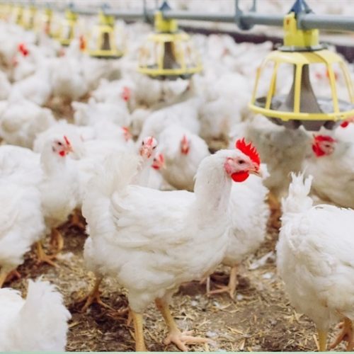 Embargo ao frango brasileiro ameaça perdas de até US$ 380 milhões por mês