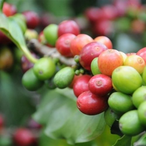 Colheita pressiona preços do café no mercado