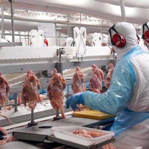 Exportação de carne de frango cresce 0,5% no primeiro semestre