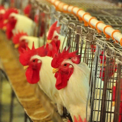 Gripe aviária pode afetar até 20% das exportações mensais de frango do Brasil
