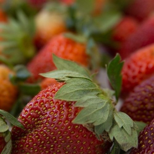 Produção de morango deve chegar a 200 mil toneladas