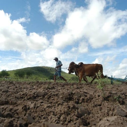 Renda digna no campo: valor necessário para sustentar famílias no Semiárido chega a R$ 5 mil